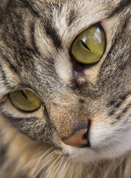 Коты и Кошки