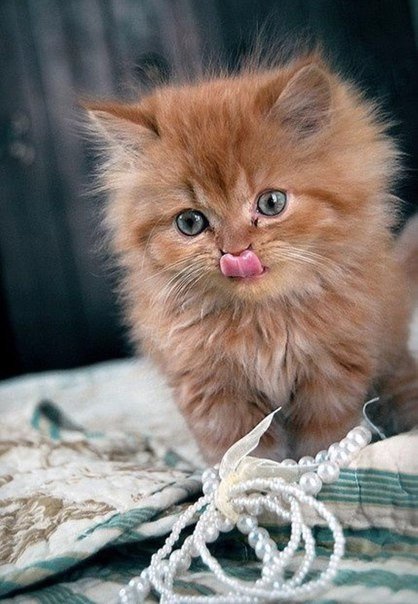 Коты и Кошки