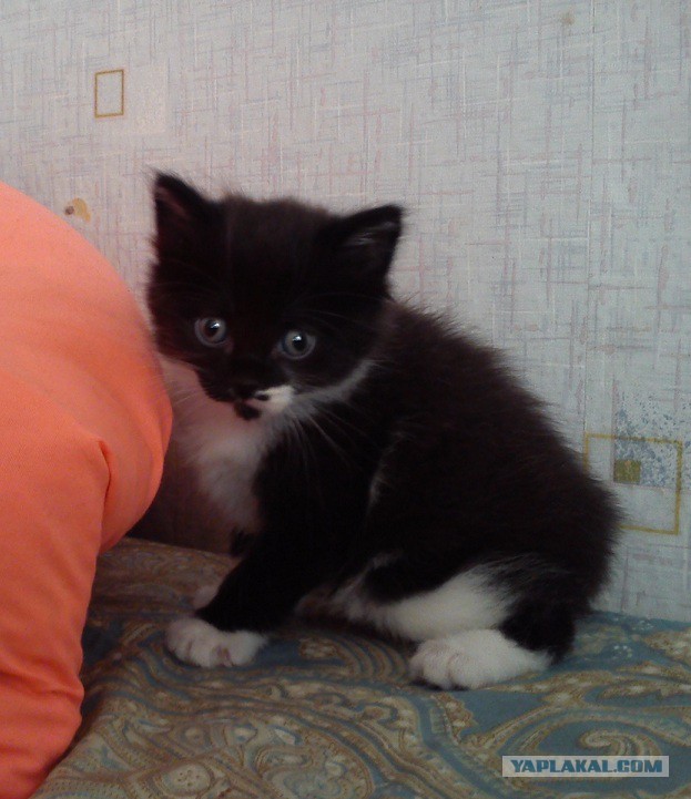 Котовторник 23/05/2017