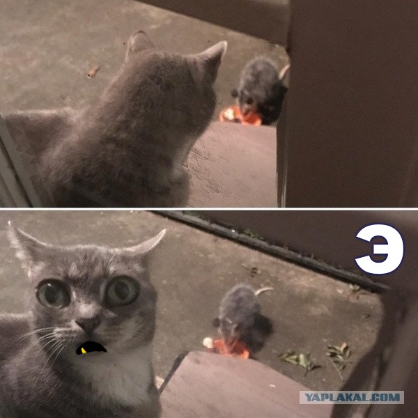 Коллеги воруют еду на работе из холодильника.