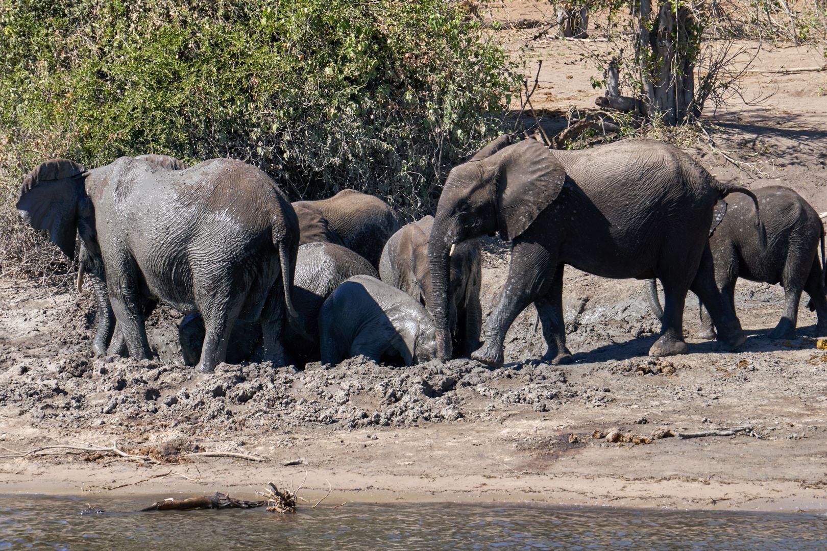 Где живет южный слон. Зимбабве животный мир. Замбия животный мир. Замбия слоны. Южная Африка Ботсвана.