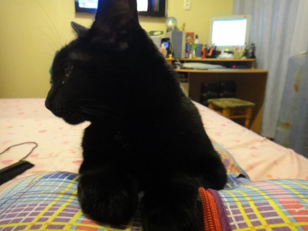 Супер-котофото на котовторник
