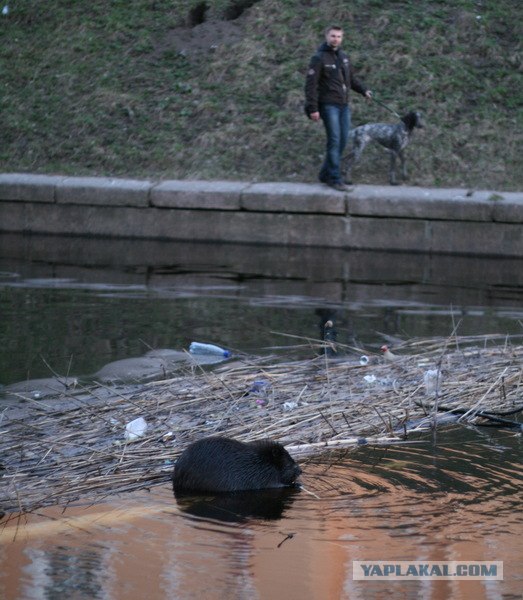 Неожиданный пловец