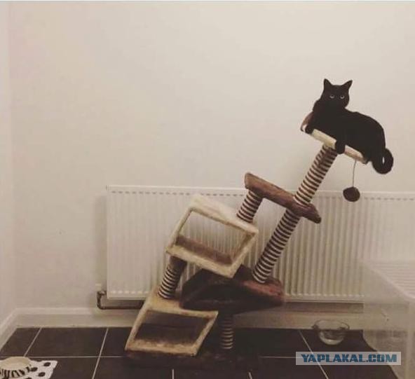 18 котов, которые плевать хотели на законы физики