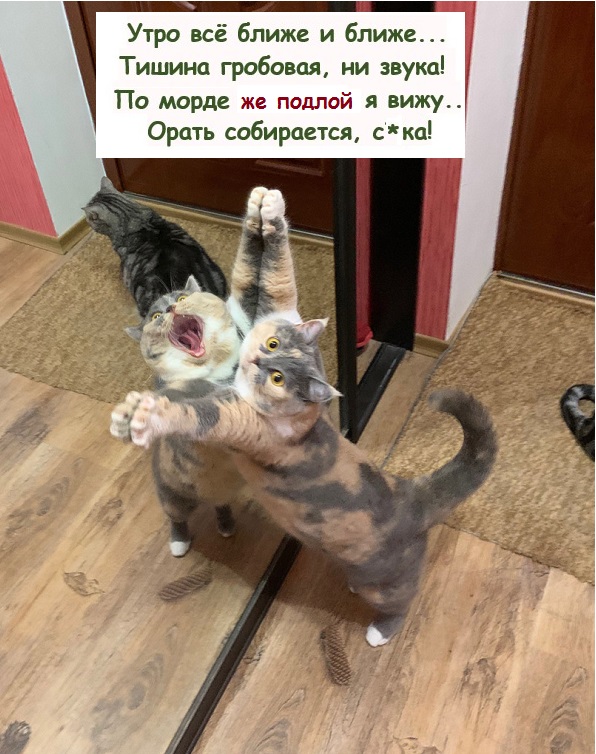 Картинки с котами и про котов