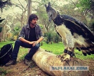 Не хотела бы встретить, но глаз не отвести