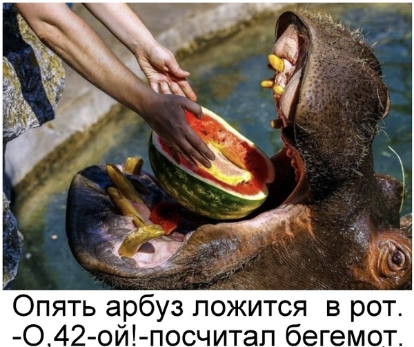 Бегемотосреда