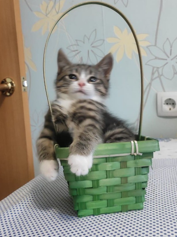 Мой котовторник