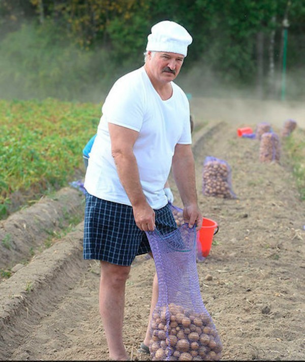 В Беларуси накопано более 195 тысяч тонн картофеля