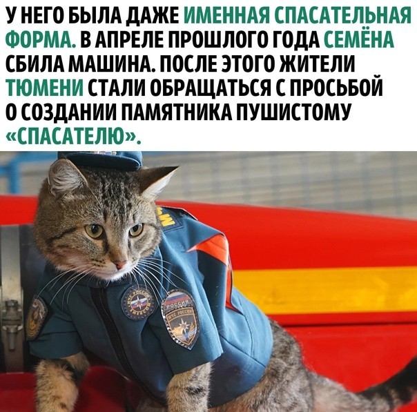Кото-вторник