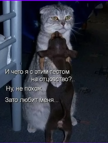К котовторнику: подборка картинок-баянов с котиками и про котиков. Выпуск 31.