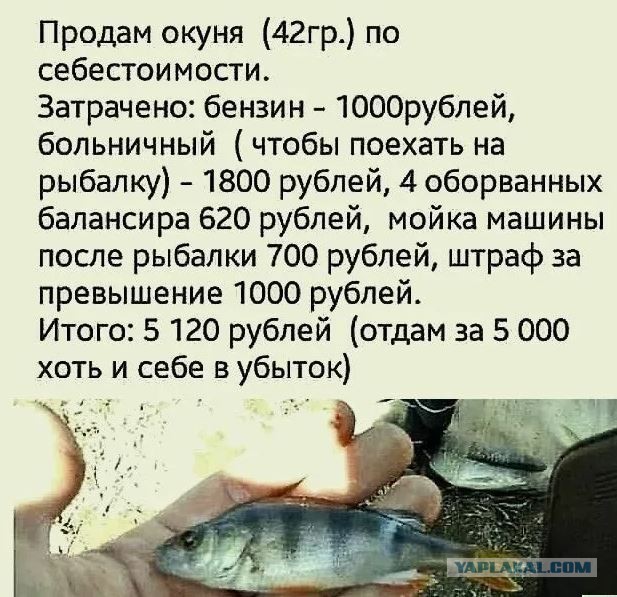 Фото с разных рыбалок