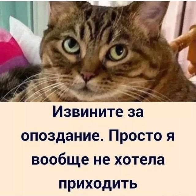 В Москве пожарные спасли из огня и реанимировали 17-летнюю кошку