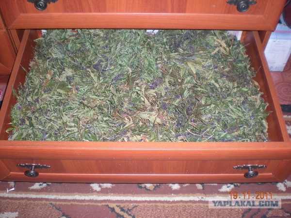 Захожу я к себе сегодня на чердачок, а там...