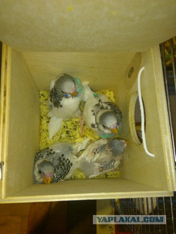 Как я попуганов размножала