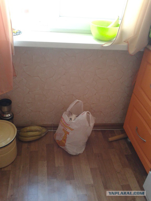 Котовторник 24.06.2014