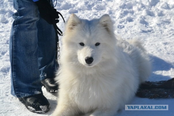 Собака для хорошего настроения