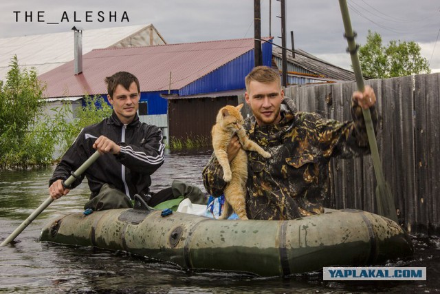 Они плачут, гавкают и зовут на помощь