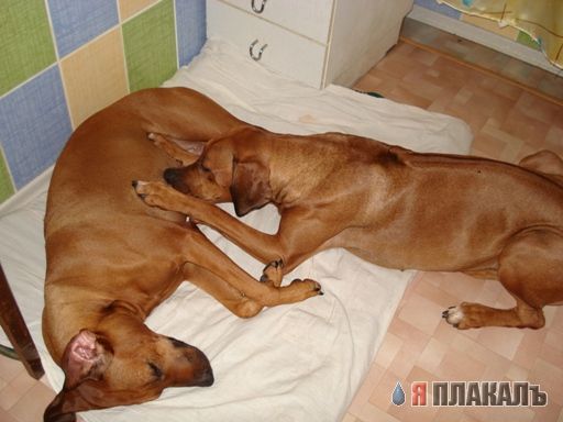 СОБАКИ и ЩЕНКИ. Все про собак!