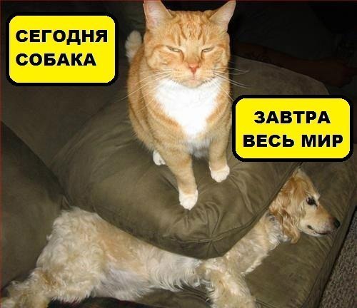 Как наглые коты отвоёвывают у собак жизненное пространство