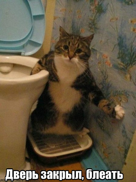 Выглядывающие коты
