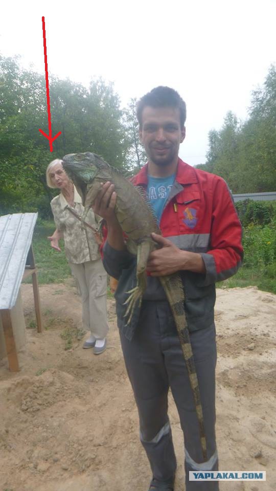 У меня по огороду ходит динозавр и ест кабачки