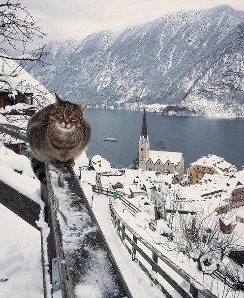 Коты и Кошки