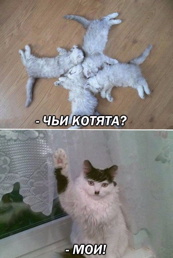 Коты и Кошки