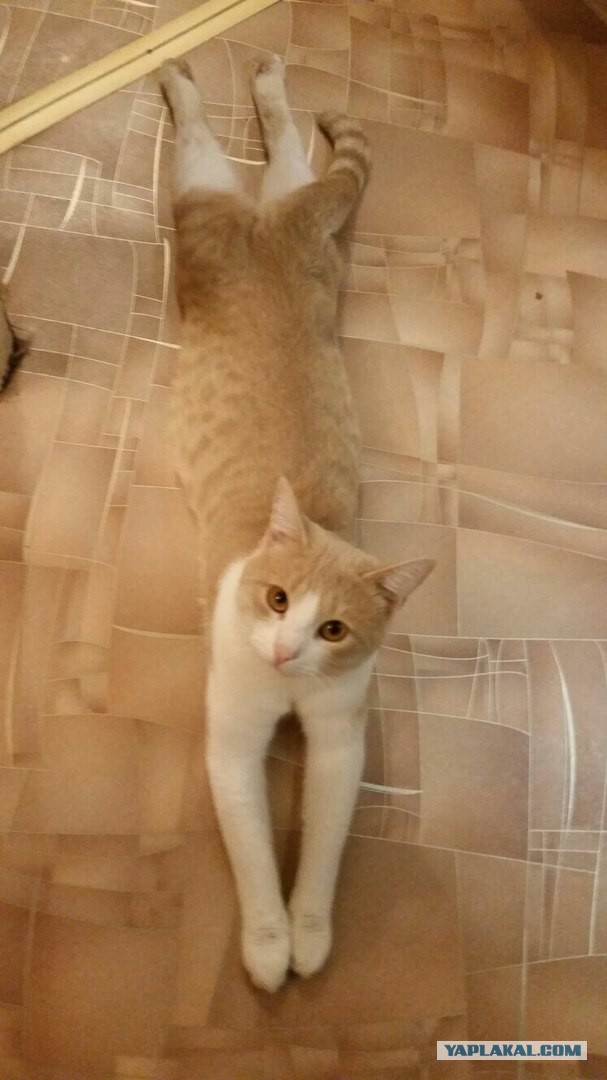 Правильно ли спит кот?
