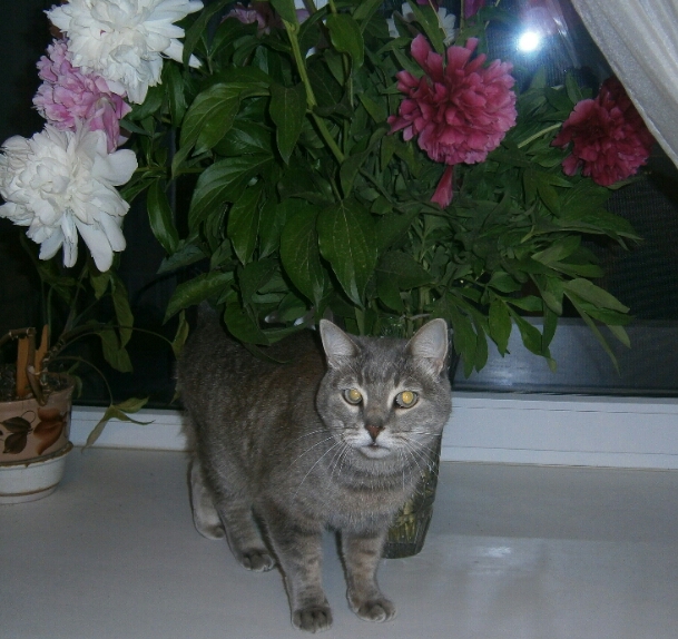 Котовторник 29.5.18