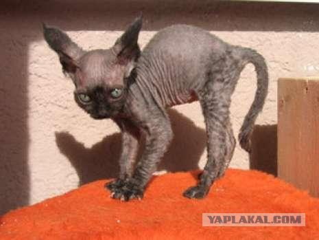 Ура, котовторник! (01.07.2008)