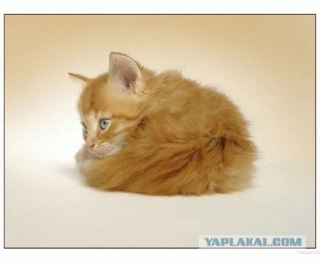 Котовторник на ЯПлакалъ (15.07.2008)
