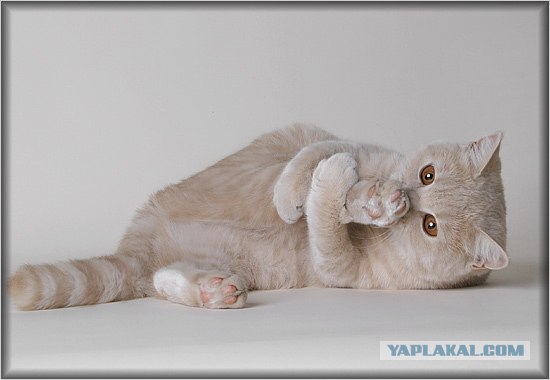 Даёшь Котовторник на ЯПе! (29.07.08)