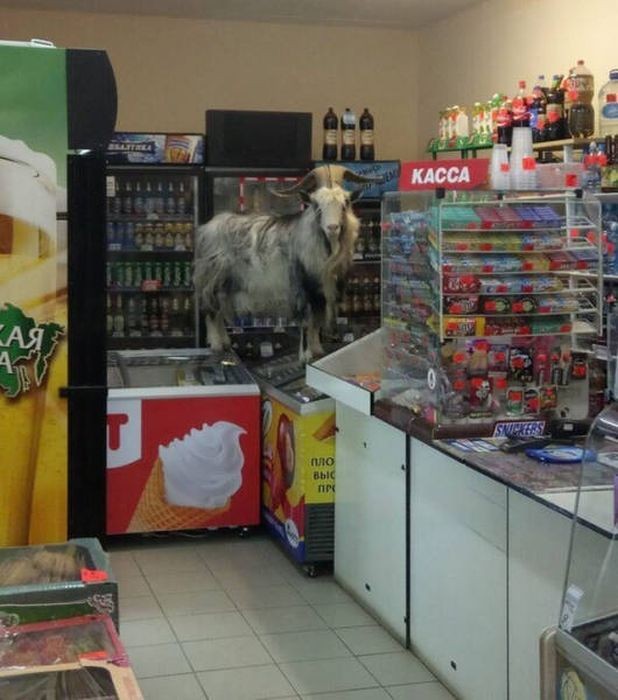 Живность из сети