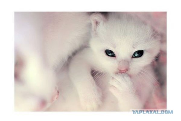 Котовторник: Кошки гаваны и другие!