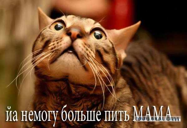 Котовторник (06.01)