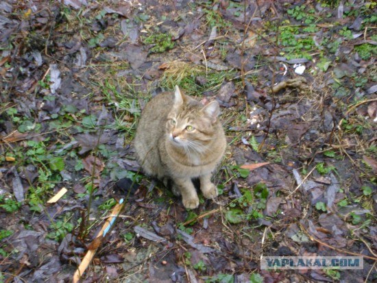 Забыли котовторник? А вот он!