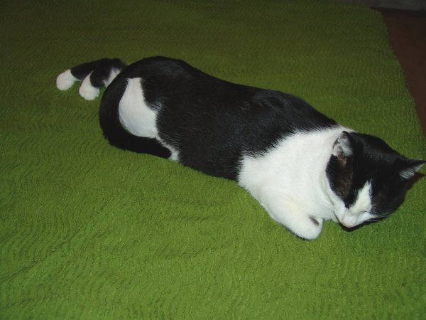 Котовторник (02.06.2009)