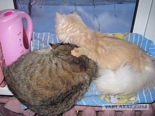 Выходные у кота