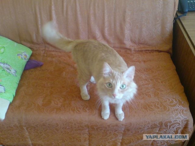 Котовторник  07.06.11