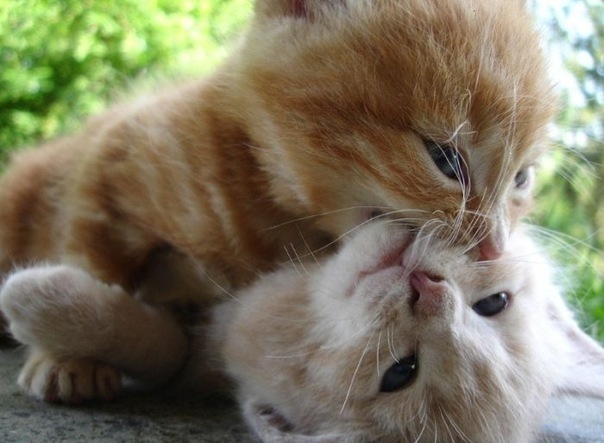 Котовторник! 08.11.11