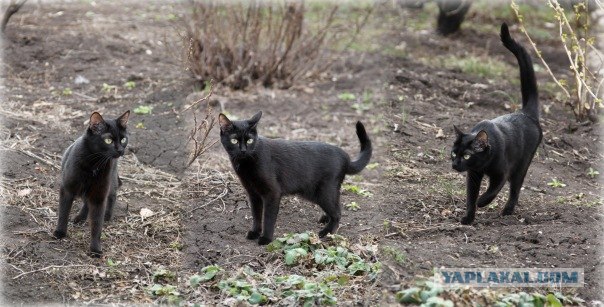 Котовторник (31.01.2012)
