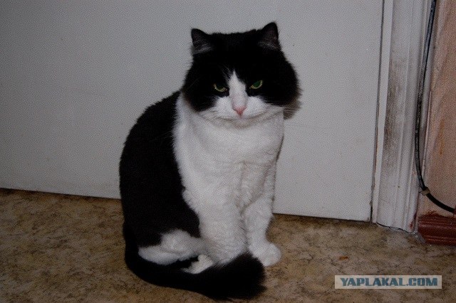 Котовторник (21.02.2012)