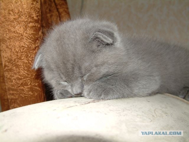 Котовторник  28.08.12