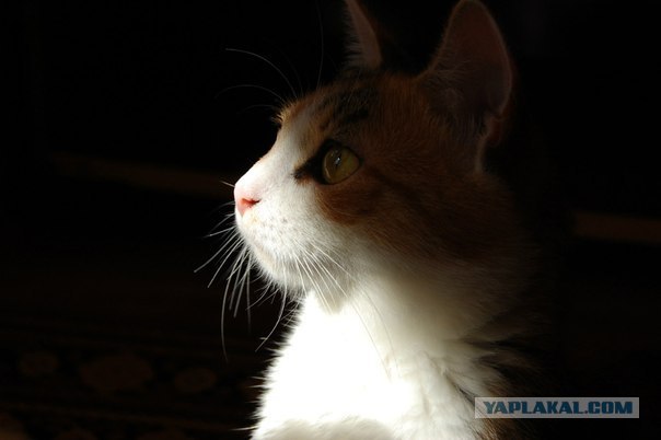 Котовторник 30.10.2012