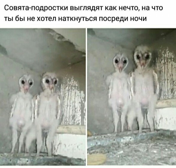 Картинки, чтоб улыбнуло 19.11.19