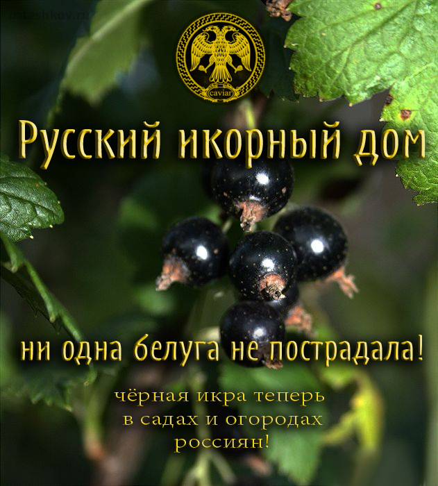 Выиграй 3кг черной икры!