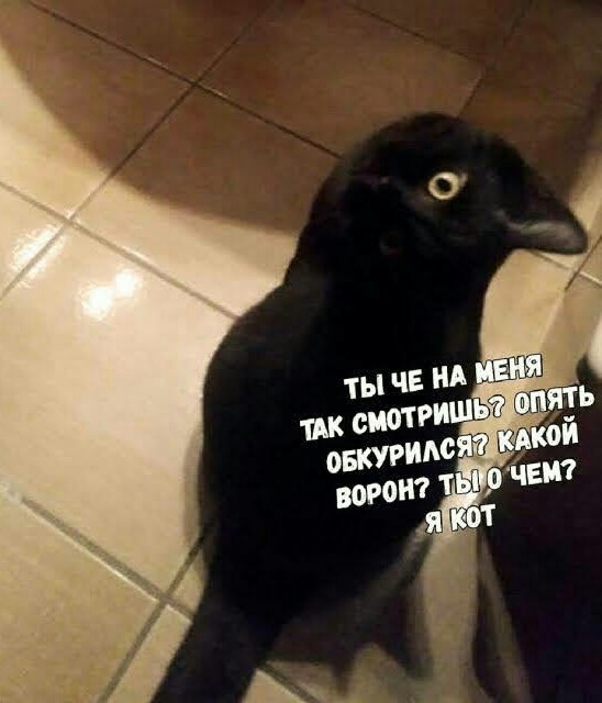 Картинки с надписями и котами