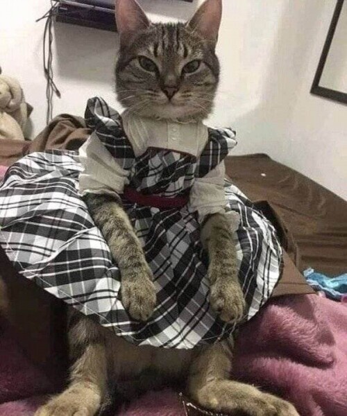 ПозитиФ Чик