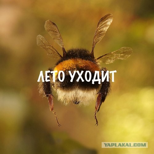 Так себе картинки 01.08.21